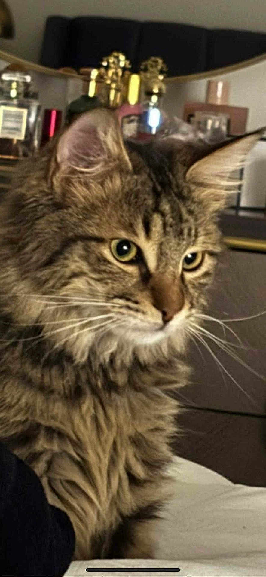 Simba