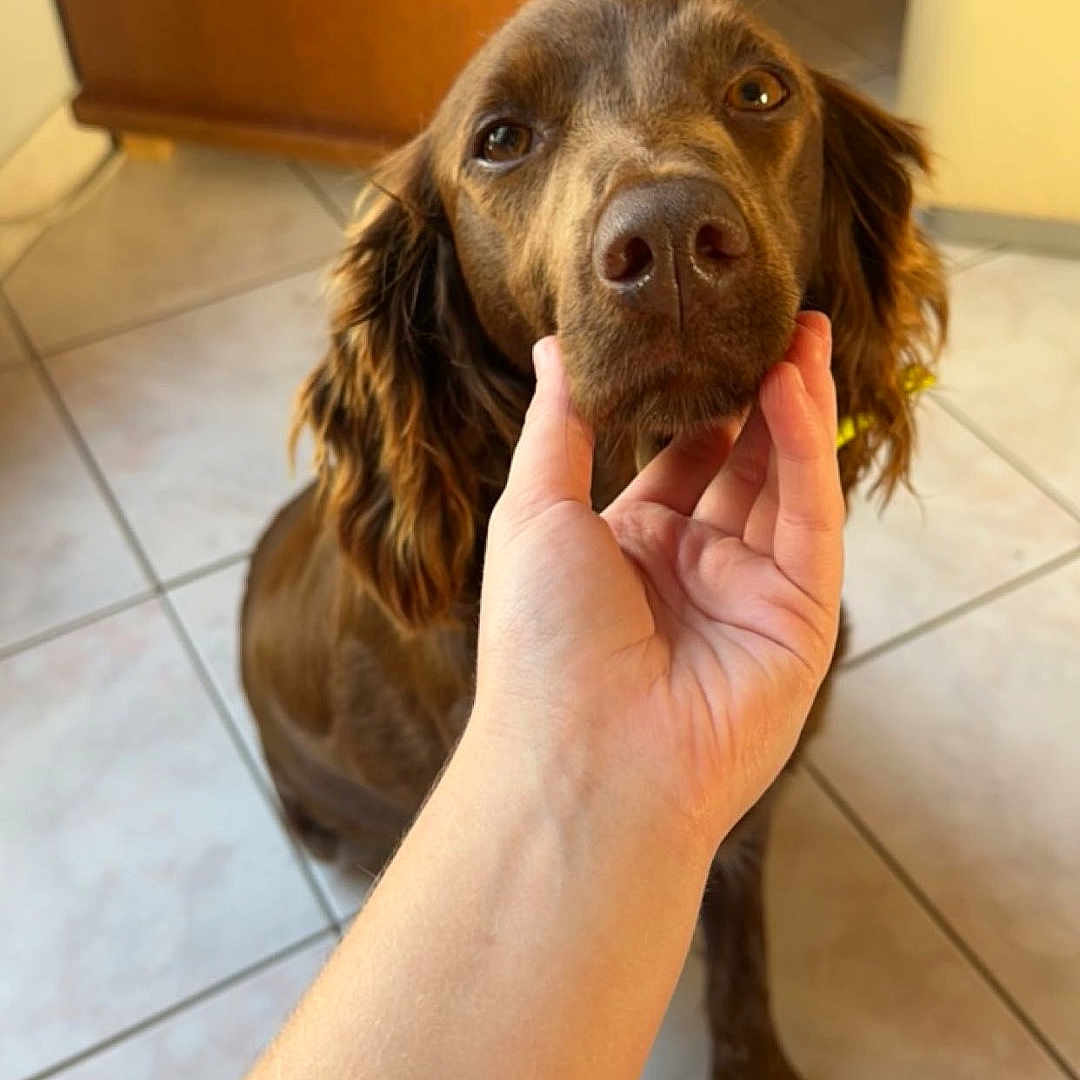 Opale participe au concours pour gagner de l'argent avec cette photo : animal, bodypart, canine, cockerspaniel, dog, face, finger, hand, hardwood, head, hound, indoors, interiordesign, person, pet, photography, portrait, puppy, wood, wrist