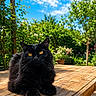 black_cat, cat, animal, pet, outdoor, garden, wooden_table, sunlight, greenery, blue_sky, clouds, nature, fluffy_fur, relaxed, feline, yellow_eyes, summer, daylight, plants, tree