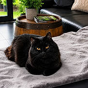 Chanel a rejoint le concours — aidez-le/la à gagner de superbes lots ! black_cat, cat, pet, feline, animal, yellow_eyes, blanket, couch, leather_couch, living_room, potted_plant, wooden_barrel, books, indoor, cozy, relaxed, window, natural_light, floor_tiles, home_decor