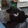 cat, black_cat, white_patch, sleeping, blanket, indoor, furniture, barrel, cabinet, floor, relaxing, pet, cozy, home, resting, animal, fur, cute, domestic, nap