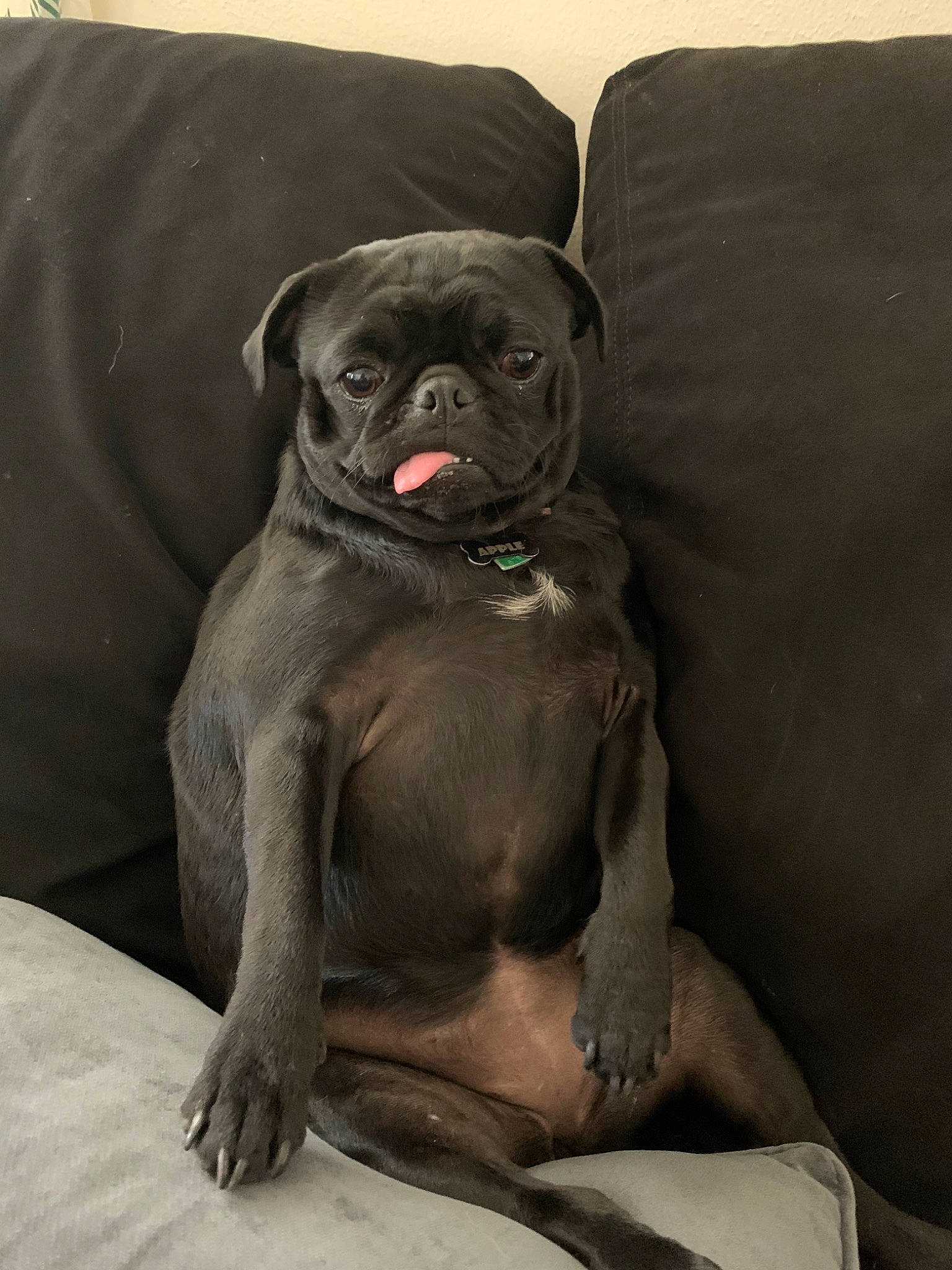 Apple is registered to the contest to win money with this photo: american_bulldog, bullmastiff, cane_corso, canidae, carnivore, companion_dog, dog, dog_breed, english_mastiff, fawn, mammal, molosser, non_sporting_group, puppy, skin, snout, sporting_group, vertebrate