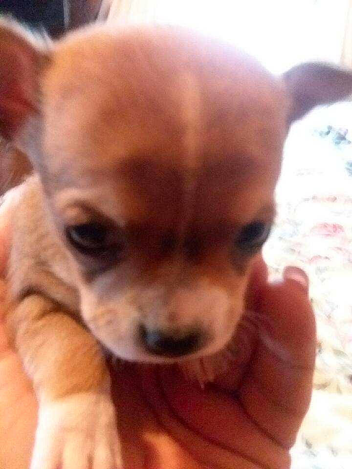 Lacy joined the competition — help win amazing prizes! ancient_dog_breeds, canidae, caramel_color, carnivore, chihuahua, companion_dog, corgi_chihuahua, dog, dog_breed, ear, fawn, mammal, nose, puppy, puppy_love, russkiy_toy, skin, snout, toy_dog, vertebrate