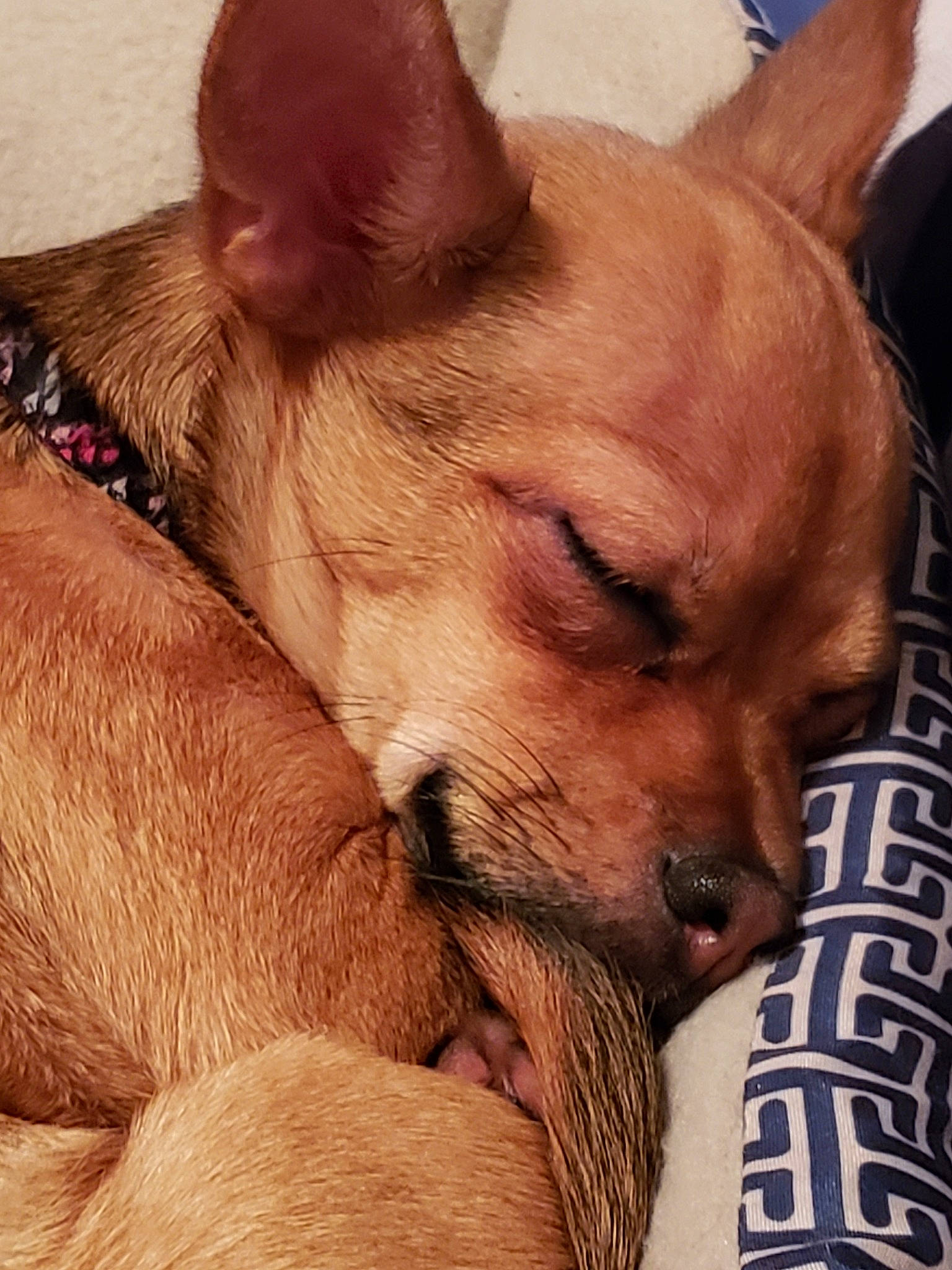 Lacy is registered to the contest to win money with this photo: canidae, carnivore, chihuahua, companion_dog, corgi_chihuahua, dog, dog_breed, ear, fawn, mammal, nap, prazsky_krysarik, puppy_love, snout, toy_dog, vertebrate, whiskers