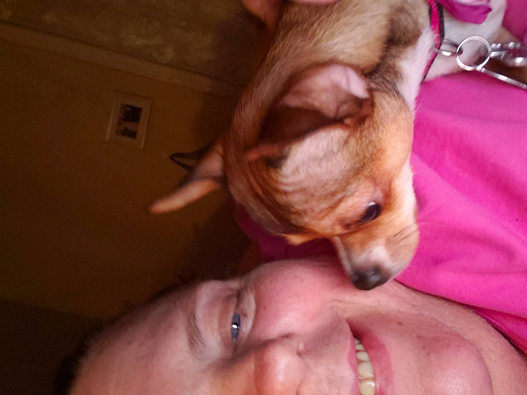 Abby is registered to the contest to win money with this photo: american_hairless_terrier, canidae, carnivore, chihuahua, companion_dog, dog, dog_breed, ear, fawn, head, mammal, mouth, non_sporting_group, nose, puppy, puppy_love, snout