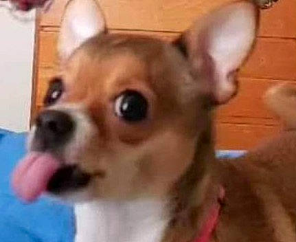 Abby joined the competition — help win amazing prizes! ancient_dog_breeds, canidae, carnivore, chihuahua, companion_dog, corgi_chihuahua, dog, dog_breed, dog_supply, ear, fawn, fur, liver, non_sporting_group, sporting_group, terrestrial_animal, toy_dog, whiskers, working_animal