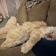 Simba joined the competition — help win amazing prizes! animal, cat, comfort, couch, cozy, cream_color, cute, domestic, feline, fluffy, fur, home, indoor, living_room, paw, pet, relaxed, resting, sleepy, soft