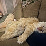 animal, cat, comfort, couch, cozy, cream_color, cute, domestic, feline, fluffy, fur, home, indoor, living_room, paw, pet, relaxed, resting, sleepy, soft