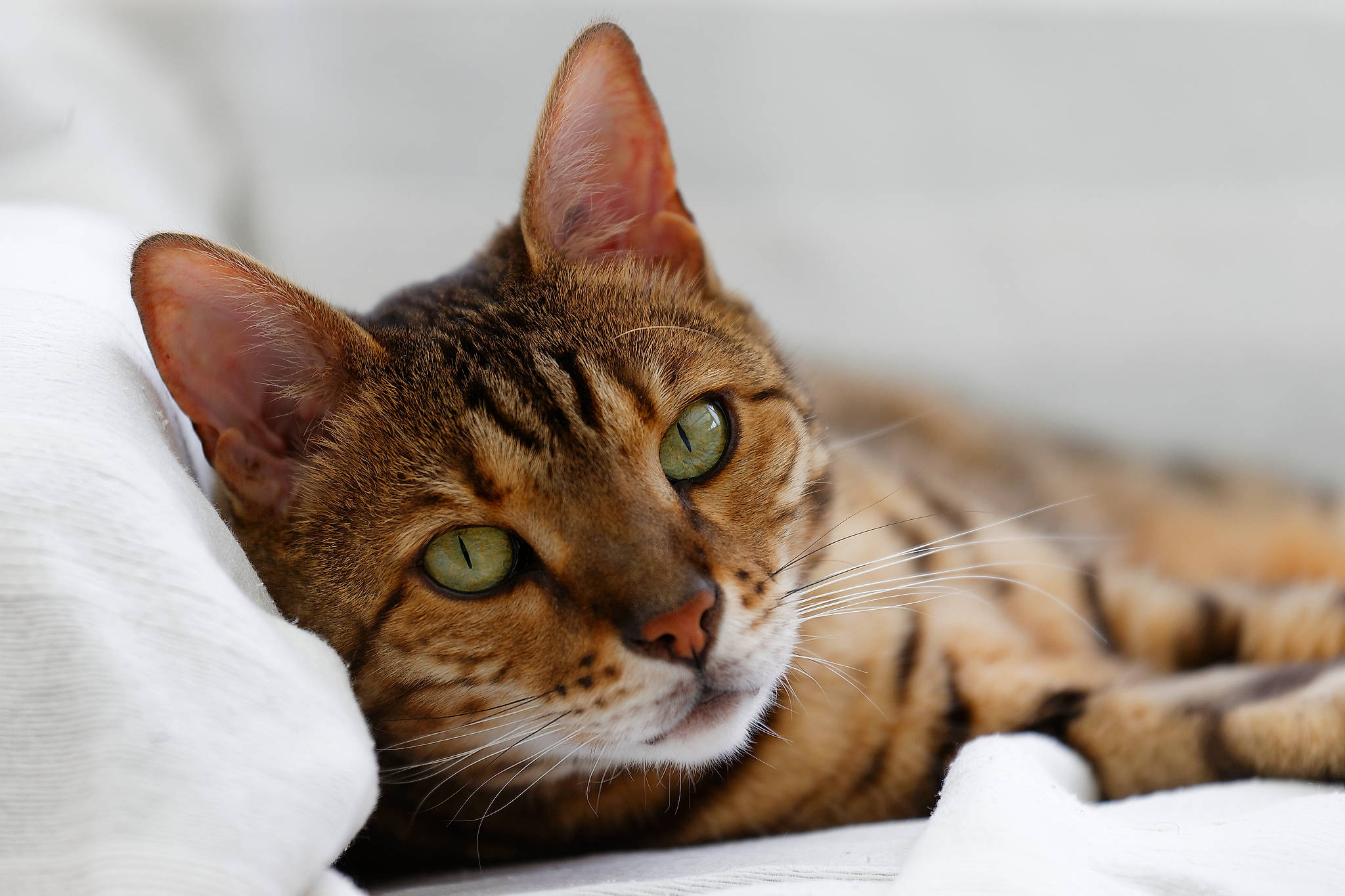 Geisha a rejoint le concours — aidez-le/la à gagner de superbes lots ! carnivore, cat, comfort, domestic_short_haired_cat, felidae, fur, grass, sitting, small_to_medium_sized_cats, snout, terrestrial_animal, tree, whiskers, wildlife