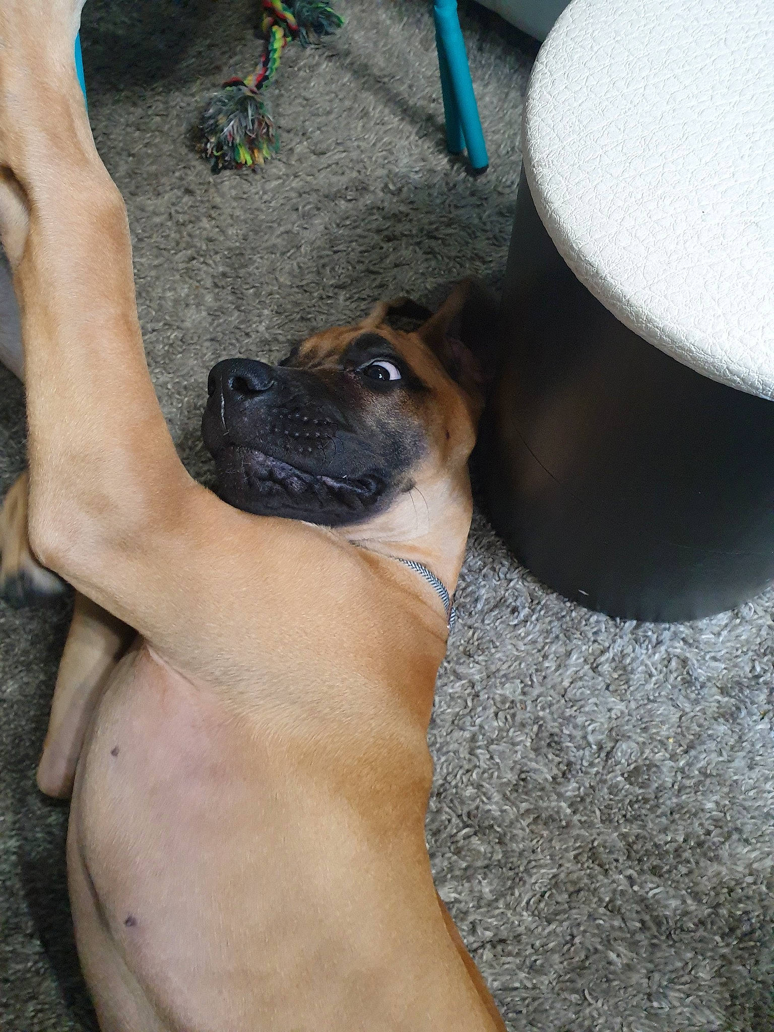 Poly participe au concours pour gagner de l'argent avec cette photo : black_mouth_cur, boerboel, boxer, bullmastiff, canidae, carnivore, dog, dog_breed, english_mastiff, fawn, fila_brasileiro, great_dane, guard_dog, mountain_cur, potcake_dog, puppy, rhodesian_ridgeback, snout