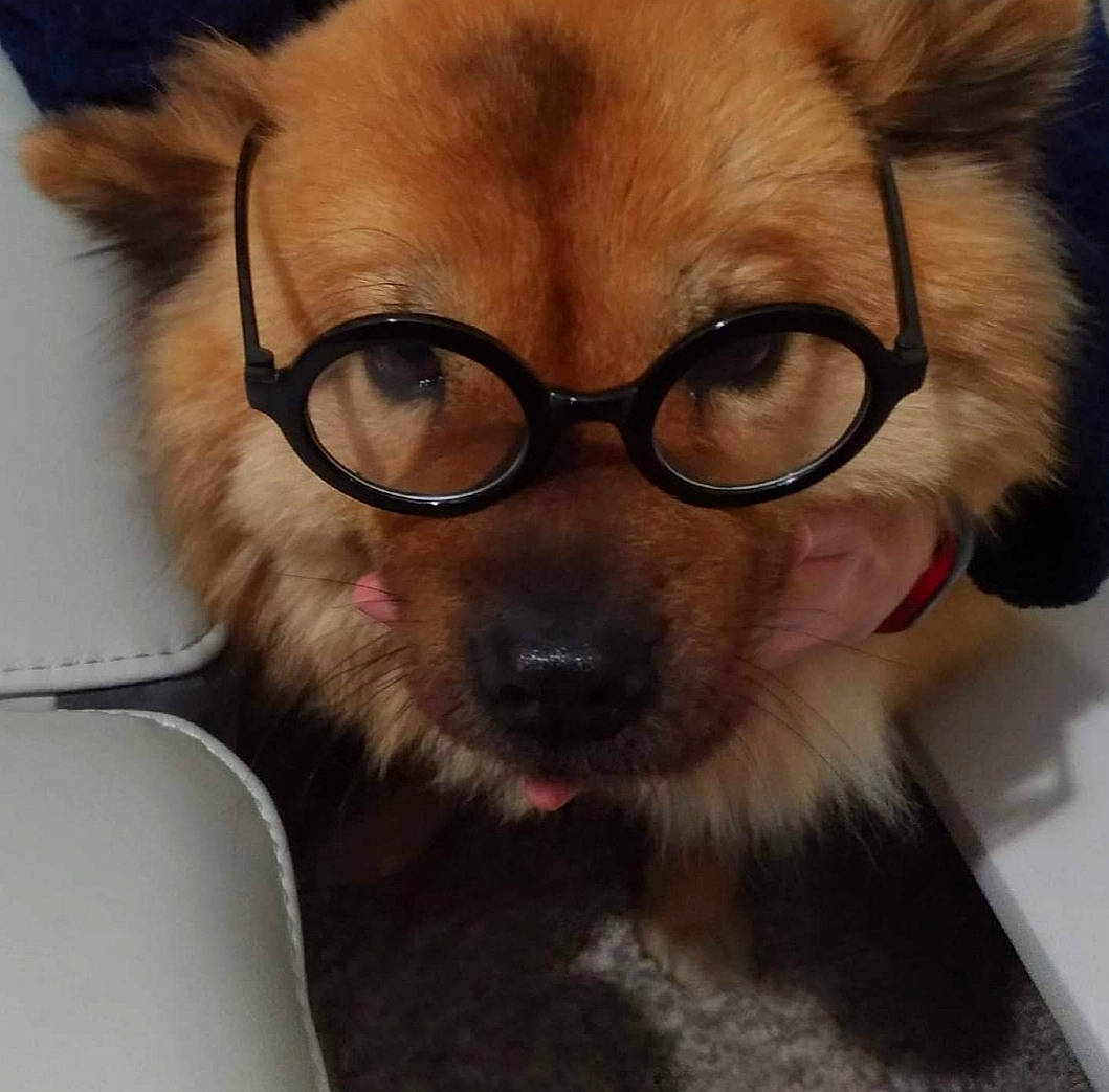 Chouchou participe au concours pour gagner de l'argent avec cette photo : canidae, carnivore, companion_dog, dog, dog_breed, eyewear, fur, glasses, mammal, non_sporting_group, nose, pomeranian, puppy, puppy_love, snout, spitz, tibetan_spaniel, toy_dog, vision_care, whiskers