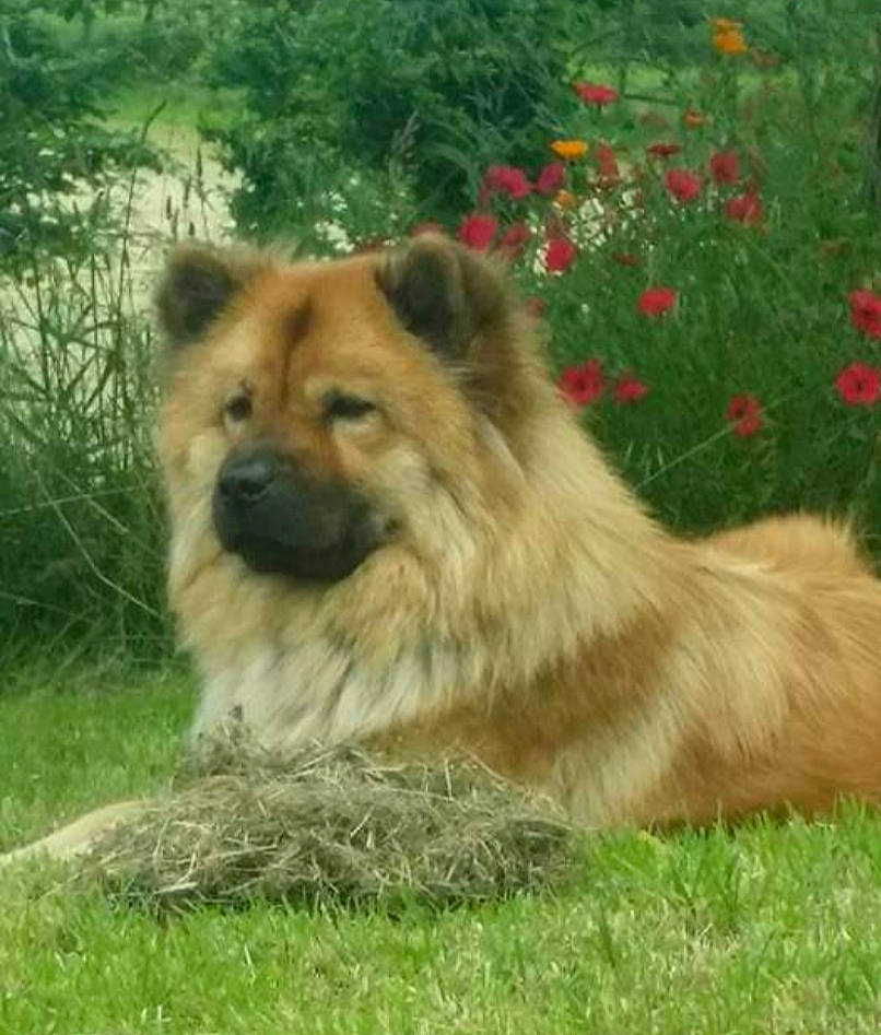 Chouchou participe au concours pour gagner de l'argent avec cette photo : ancient_dog_breeds, canidae, carnivore, companion_dog, dog, dog_breed, eurasier, fawn, german_spitz, german_spitz_klein, german_spitz_mittel, icelandic_sheepdog, keeshond, mammal, non_sporting_group, plant, spitz, sporting_group, vertebrate