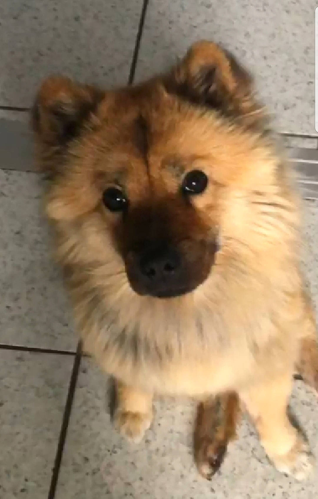 Chouchou participe au concours pour gagner de l'argent avec cette photo : ancient_dog_breeds, canidae, carnivore, companion_dog, dog, dog_breed, eurasier, fawn, german_spitz, german_spitz_klein, german_spitz_mittel, mammal, non_sporting_group, pomeranian, puppy, spitz, vertebrate