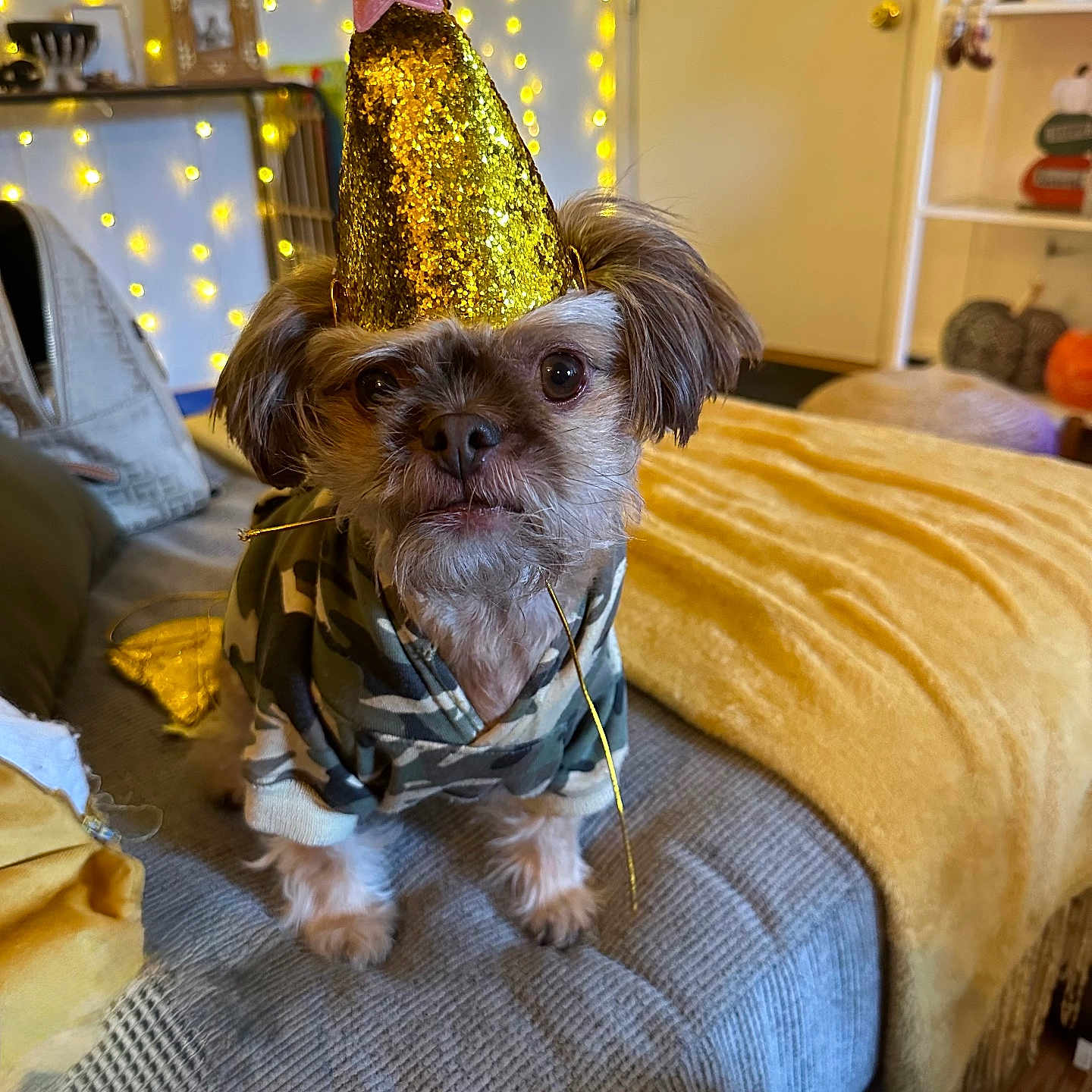 Romeo is registered to the contest to win money with this photo: animal, blanket, brown_fur, camouflage_clothing, celebration, couch, cozy, curious, cute, dog, fairy_lights, fur, home_decor, indoors, living_room, party_hat, pet, portrait, sitting, small_dog