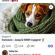 Scott a rejoint le concours — aidez-le/la à gagner de superbes lots ! dog, puppy, pet, animal, portrait, face, eyes, ears, nose, brown_and_white, blanket, knitted_blanket, cozy, indoor, close_up, cute, resting, facebook, social_media, screenshot