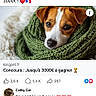 animal, blanket, brown_and_white, close_up, cozy, cute, dog, ears, eyes, face, facebook, indoor, knitted_blanket, nose, pet, portrait, puppy, resting, screenshot, social_media