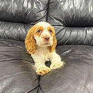 Buddy Methot is registered to the contest to win money with this photo: puppy, dog, pet, cocker_spaniel, brown_and_white, fur, sitting, leather_couch, indoor, cute, animal, young_dog, looking, ears, paws, snout, fur_texture, domestic_animal, companion, relaxed