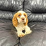 puppy, dog, pet, cocker_spaniel, brown_and_white, fur, sitting, leather_couch, indoor, cute, animal, young_dog, looking, ears, paws, snout, fur_texture, domestic_animal, companion, relaxed