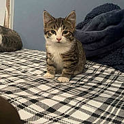 Chunky is registered to the contest to win money with this photo: kitten, cat, tabby, bed, plaid, blanket, feline, indoor, pet, young, cute, animal, fur, whiskers, ears, paws, resting, domestic, cozy, curious