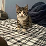 kitten, cat, tabby, bed, plaid, blanket, feline, indoor, pet, young, cute, animal, fur, whiskers, ears, paws, resting, domestic, cozy, curious