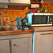 Tagada participe au concours pour gagner de l'argent avec cette photo : cat, kitchen, sink, microwave, brown_tiles, cabinet, countertop, bottle_cap, plant, food_bowl, magnet, faucet, vintage, tortoiseshell_cat, pet, indoor, curious, animal, appliance, household