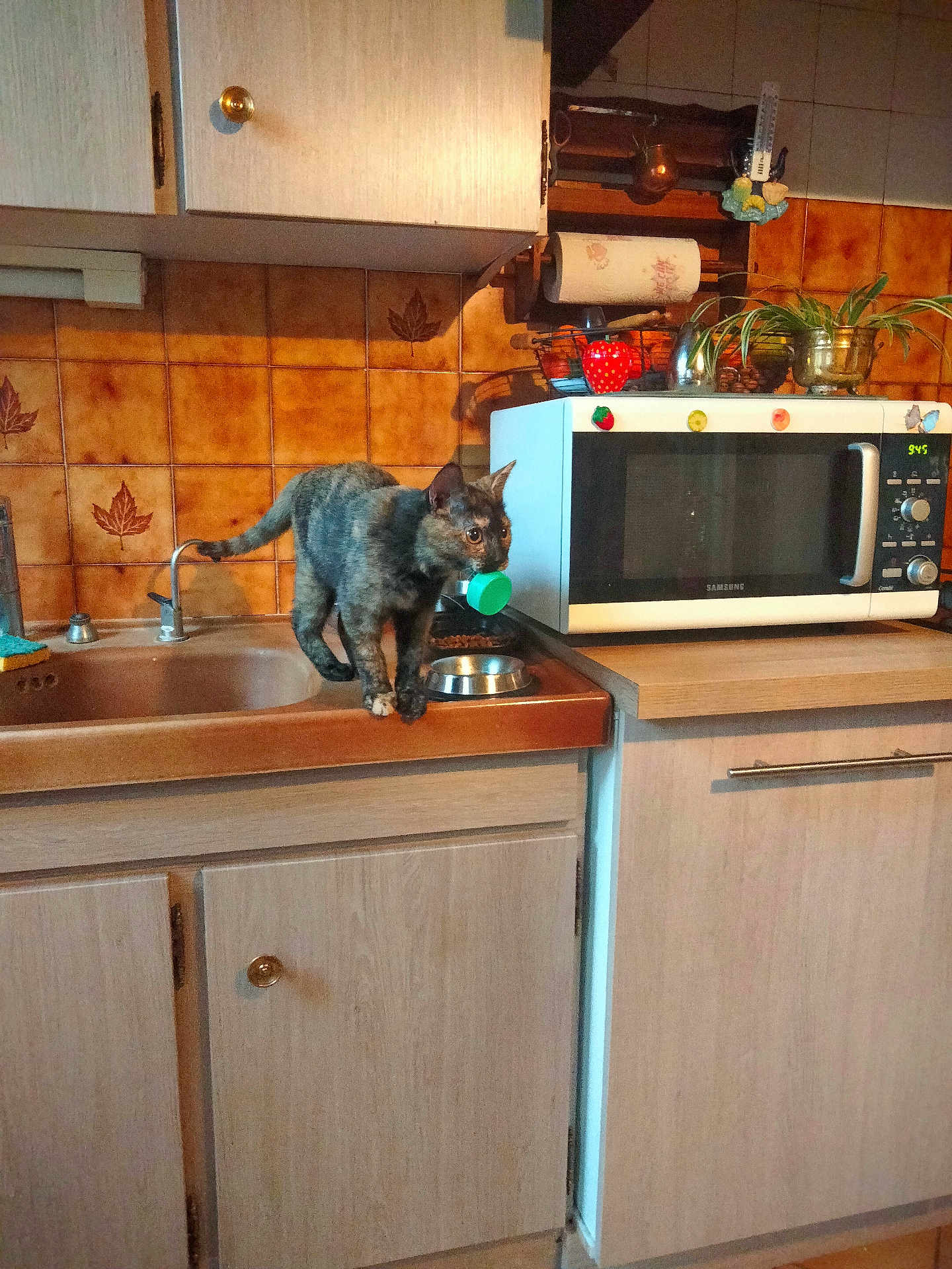 Tagada participe au concours pour gagner de l'argent avec cette photo : cat, kitchen, sink, microwave, brown_tiles, cabinet, countertop, bottle_cap, plant, food_bowl, magnet, faucet, vintage, tortoiseshell_cat, pet, indoor, curious, animal, appliance, household