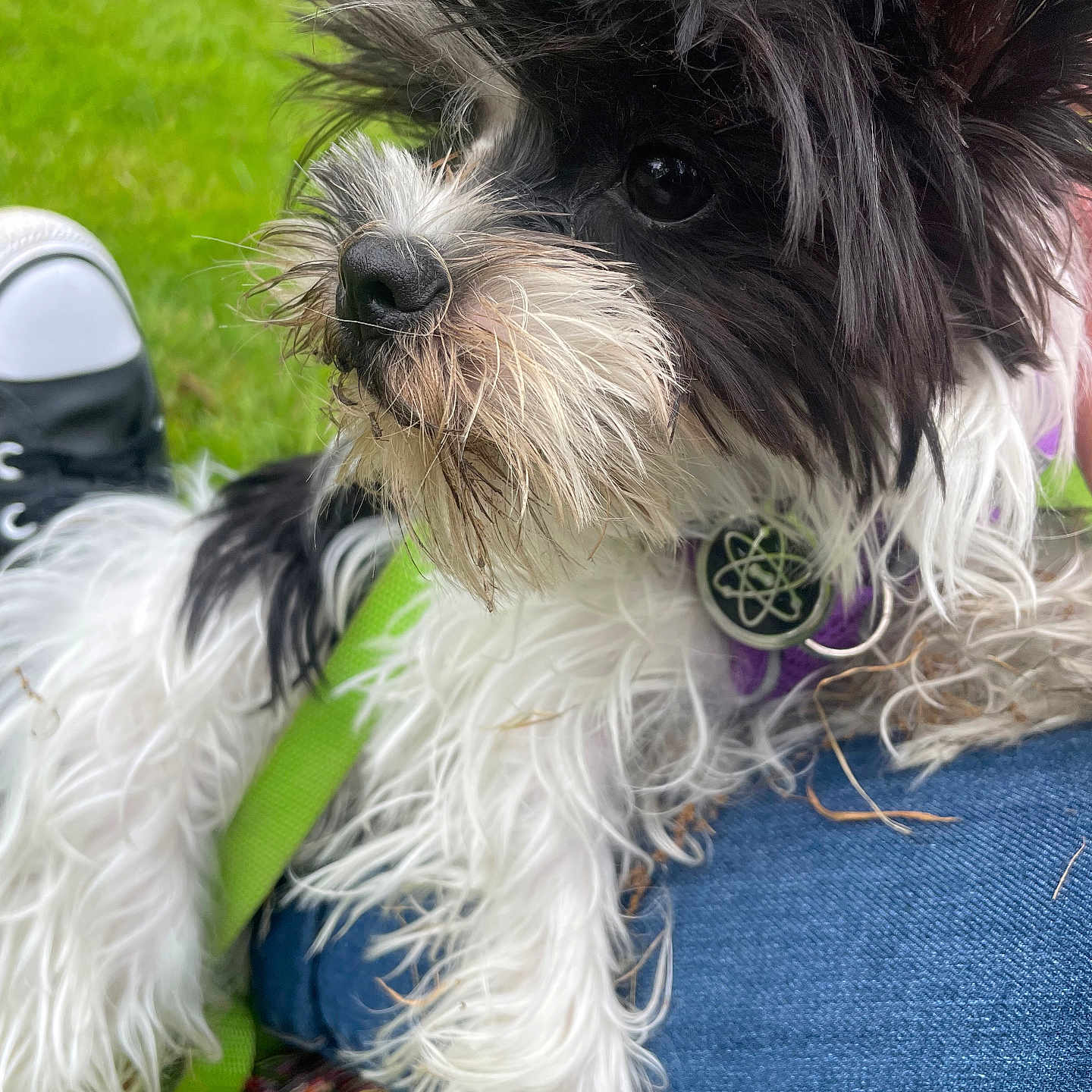 Almak a rejoint le concours — aidez-le/la à gagner de superbes lots ! animal, black_and_white, casual, close_up, companion, curious, daytime, dog, fur, grass, jeans, lap, leash, long_hair, nature, outdoor, pet, playful, relaxed, toy