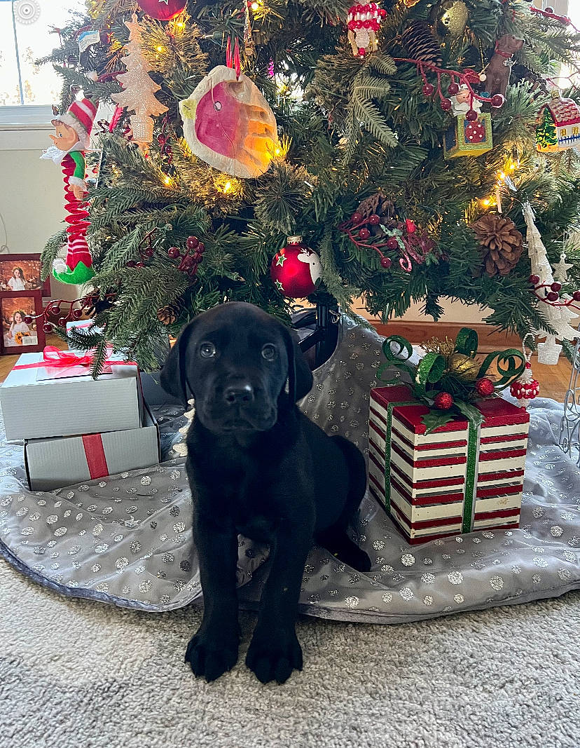 Dasher is registered to the contest to win money with this photo: carnivore, christmas, christmas_decoration, christmas_ornament, christmas_tree, collar, companion_dog, dog, dog_breed, dog_collar, event, flower_arranging, flowerpot, holiday, holiday_ornament, ornament, plant, tints_and_shades, tree, working_animal