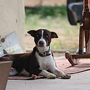 Shorty joined the competition — help win amazing prizes! dog, animal, pet, outdoor, lying_down, collar, brown, white, porch, rug, furniture, calm, looking, ears, paws, domestic_animal, nature, daytime, canine, resting