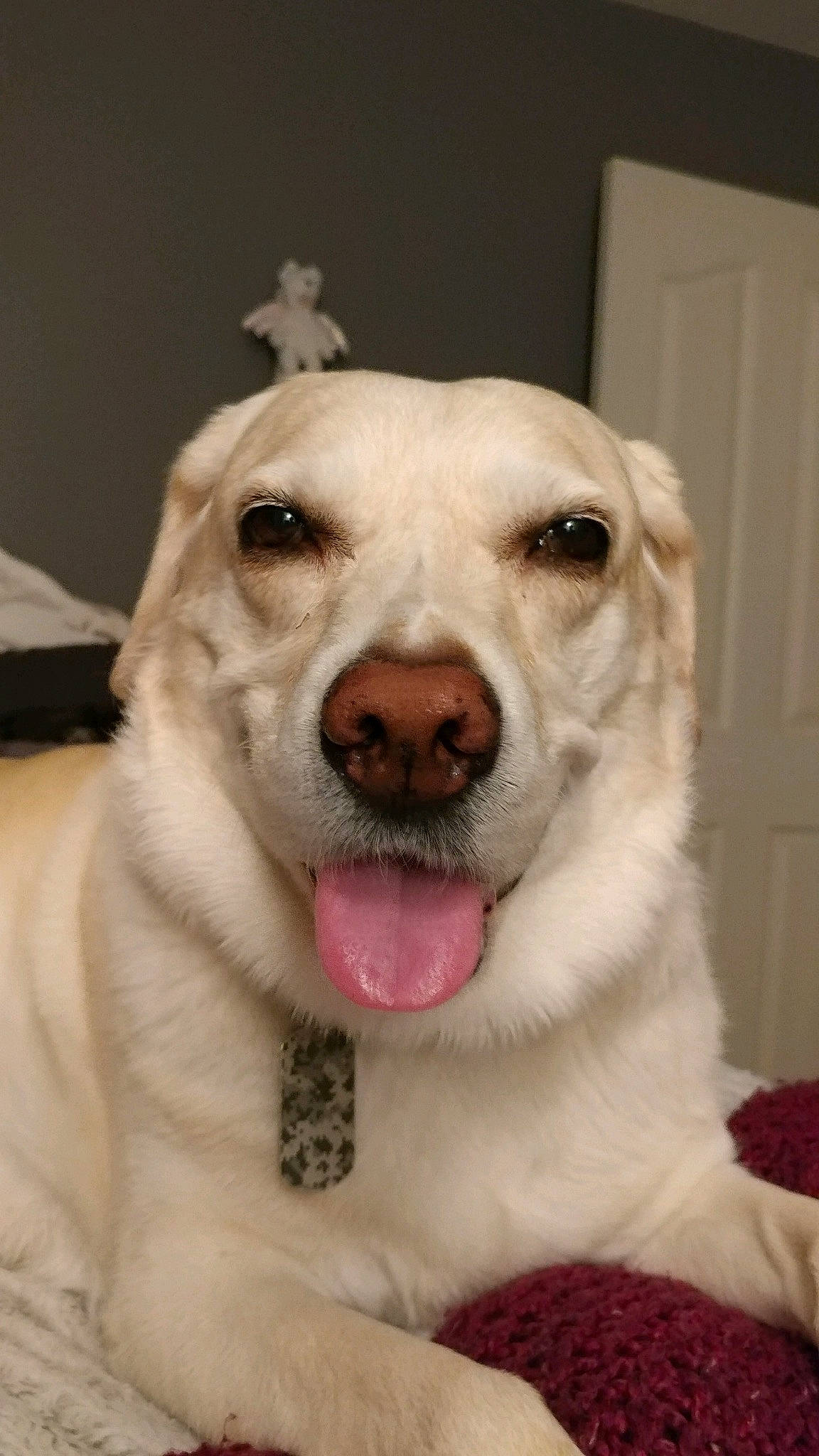 Sara joined the competition — help win amazing prizes! canidae, carnivore, companion_dog, dog, dog_breed, ear, fang, fawn, fur, labrador_retriever, nose, snout, sporting_group, whiskers, working_dog