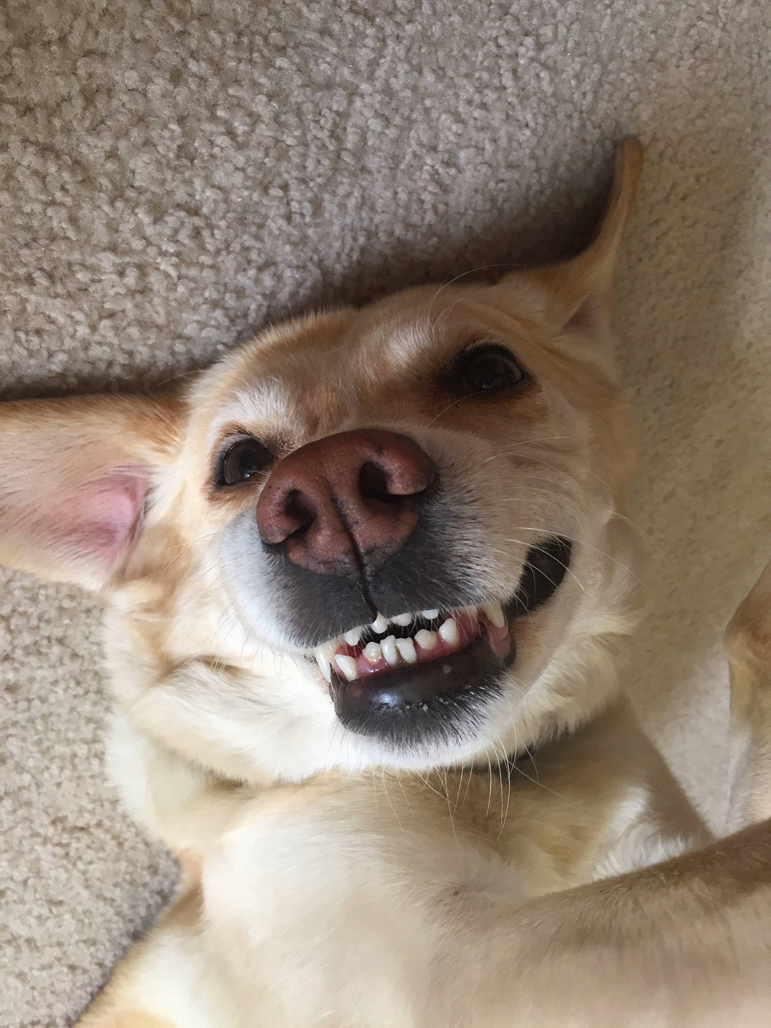 Sara joined the competition — help win amazing prizes! canidae, carnivore, close_up, collar, companion_dog, dog, dog_breed, ear, fang, fawn, fur, gesture, jaw, paw, shout, smile, snout, sporting_group, tongue, whiskers