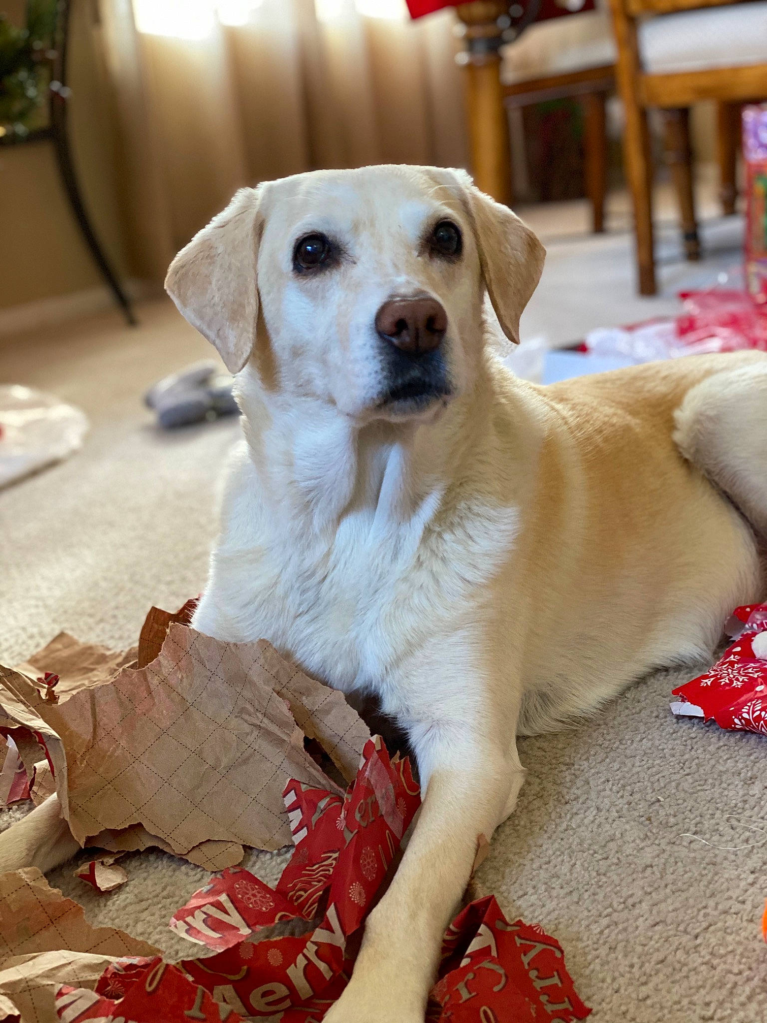 Sara is registered to the contest to win money with this photo: canidae, carnivore, companion_dog, dog, dog_breed, dog_supply, fawn, flooring, flowerpot, fur, houseplant, paw, pet_supply, puppy_love, snout, sporting_group, table, tail, whiskers, wood