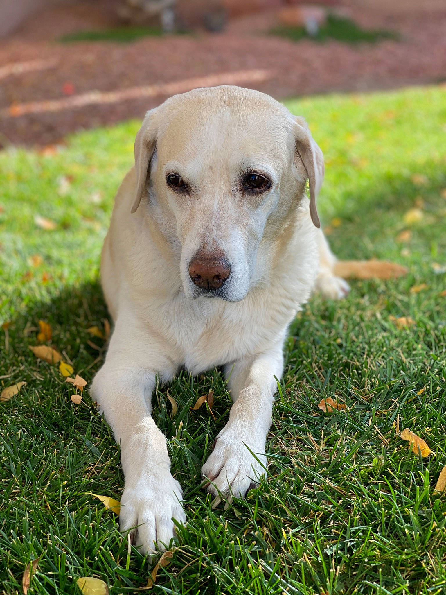 Sara is registered to the contest to win money with this photo: canidae, carnivore, companion_dog, dog, dog_breed, eye, fawn, grass, groundcover, labrador_retriever, people_in_nature, plant, sporting_group, street_dog, tail, terrestrial_animal, tree, whiskers