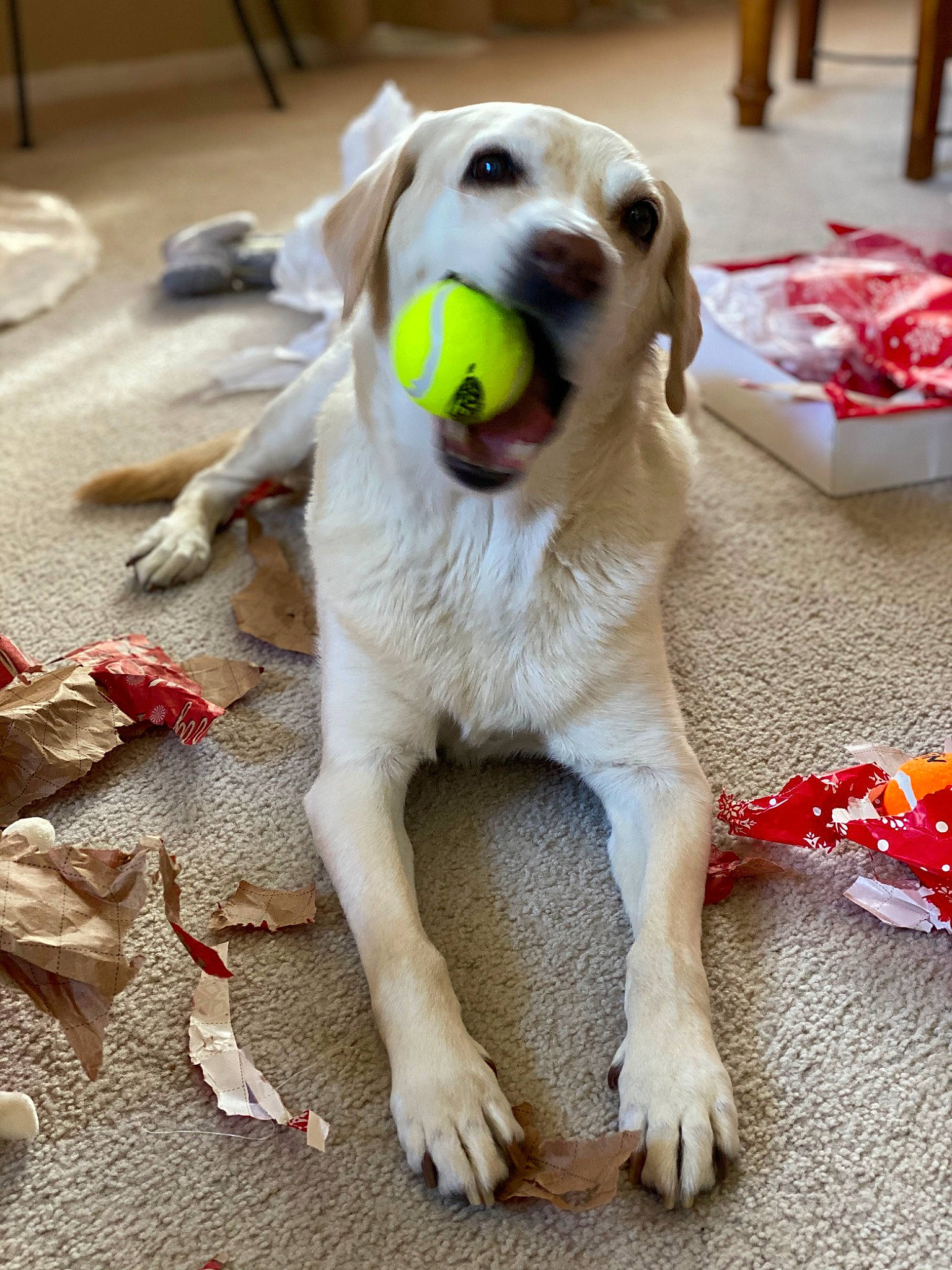 Sara is registered to the contest to win money with this photo: carmine, carnivore, collar, companion_dog, dog, dog_breed, dog_collar, dog_supply, dog_toy, fawn, flooring, fur, paw, pet_supply, retriever, snout, sporting_group, tail, wood, working_animal