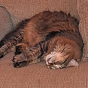 Kei Kei is registered to the contest to win money with this photo: animal, cat, comfort, couch, cozy, cute, domestic, feline, fur, furniture, home, indoor, mammal, nap, pet, relaxed, resting, sleeping, tabby, whiskers