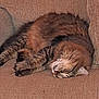 animal, cat, comfort, couch, cozy, cute, domestic, feline, fur, furniture, home, indoor, mammal, nap, pet, relaxed, resting, sleeping, tabby, whiskers