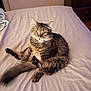 Kei Kei joined the competition — help win amazing prizes! animal, bed, cat, collar, cute, domestic, feline, fur, home, indoor, laid_back, legs, mammal, pet, relaxed, resting, sleeping_area, tabby, tail, whiskers