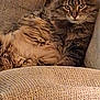 Kei Kei is registered to the contest to win money with this photo: animal, cat, couch, cozy, cute, ears, eyes, feline, fluffy, fur, furniture, home, indoor, pet, portrait, relaxed, resting, tabby, texture, whiskers