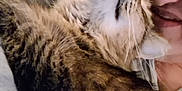 Kei Kei joined the competition — help win amazing prizes! affection, cat, close_up, companion, cozy, cuddle, cute, face, furry, gray_sweatshirt, indoor, joy, love, nose_ring, person, pet, snuggle, tabby_cat, warmth, whiskers