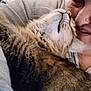 affection, cat, close_up, companion, cozy, cuddle, cute, face, furry, gray_sweatshirt, indoor, joy, love, nose_ring, person, pet, snuggle, tabby_cat, warmth, whiskers