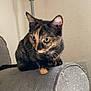 Junie joined the competition — help win amazing prizes! animal, cat, closeup, couch_armrest, curious, domestic_cat, ears, eyes, furniture, gray, home, indoor, kitten, lamp, pet, scratched_fabric, sofa, tortoiseshell, whiskers, young