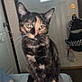 Junie joined the competition — help win amazing prizes! animal, arm, backpack, cat, closeup, couch, curious, domestic, door, feline, fur, home, indoor, looking, pet, sitting, tattoo, tortoiseshell, whiskers, window