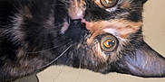 Junie is registered to the contest to win money with this photo: animal, cat, closeup, couch, curious, cute, domestic, ears, eyes, face, feline, fur, indoor, looking, pet, portrait, tortoiseshell, wall, whiskers, window