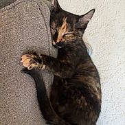Junie joined the competition — help win amazing prizes! animal, blanket, cat, cozy, cute, feline, fur, gray, indoor, kitten, peaceful, pet, resting, sleeping, soft, tail, texture, tortoiseshell, wall, young
