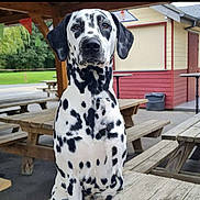 Angel participe au concours pour gagner de l'argent avec cette photo : animal, black_and_white, building, canine, dalmatian, dog, ears, face, fur, grass, nature, outdoor, park, pavilion, pet, picnic_table, portrait, sitting, spotted, wood