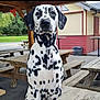 animal, black_and_white, building, canine, dalmatian, dog, ears, face, fur, grass, nature, outdoor, park, pavilion, pet, picnic_table, portrait, sitting, spotted, wood