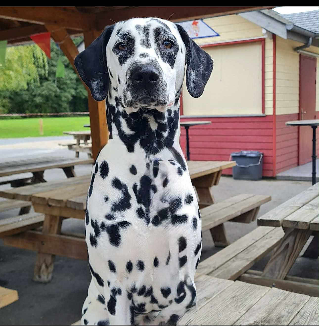 Angel participe au concours pour gagner de l'argent avec cette photo : animal, black_and_white, building, canine, dalmatian, dog, ears, face, fur, grass, nature, outdoor, park, pavilion, pet, picnic_table, portrait, sitting, spotted, wood