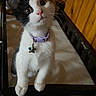 Calypso is registered to the contest to win money with this photo: cat, kitten, black_and_white, pet, animal, collar, pendant, star, wide_eyed, whiskers, pink_nose, sitting, chair, indoors, wood, furniture, portrait, close_up, fluffy, cute