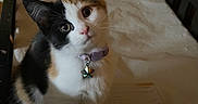 Calypso is registered to the contest to win money with this photo: cat, kitten, calico, pet, animal, portrait, sitting, chair, indoors, furniture, collar, bell, star_charm, white_fur, black_fur, orange_fur, blue_eyes, whiskers, cute, curious