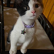 Calypso is registered to the contest to win money with this photo: cat, kitten, black_and_white, pet, animal, portrait, sitting, collar, pendant, star, lavender, wide_eyed, whiskers, ears, paws, fur, indoors, chair, wood, close_up